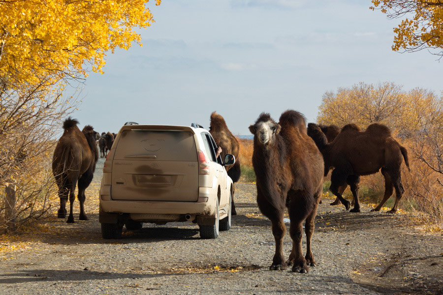 Ustyurt-Plateau, Usbekistan