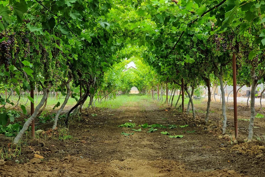 Bodega Uzumfermer, Tashkent