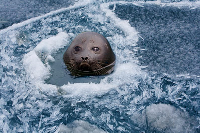 The Baikal seal